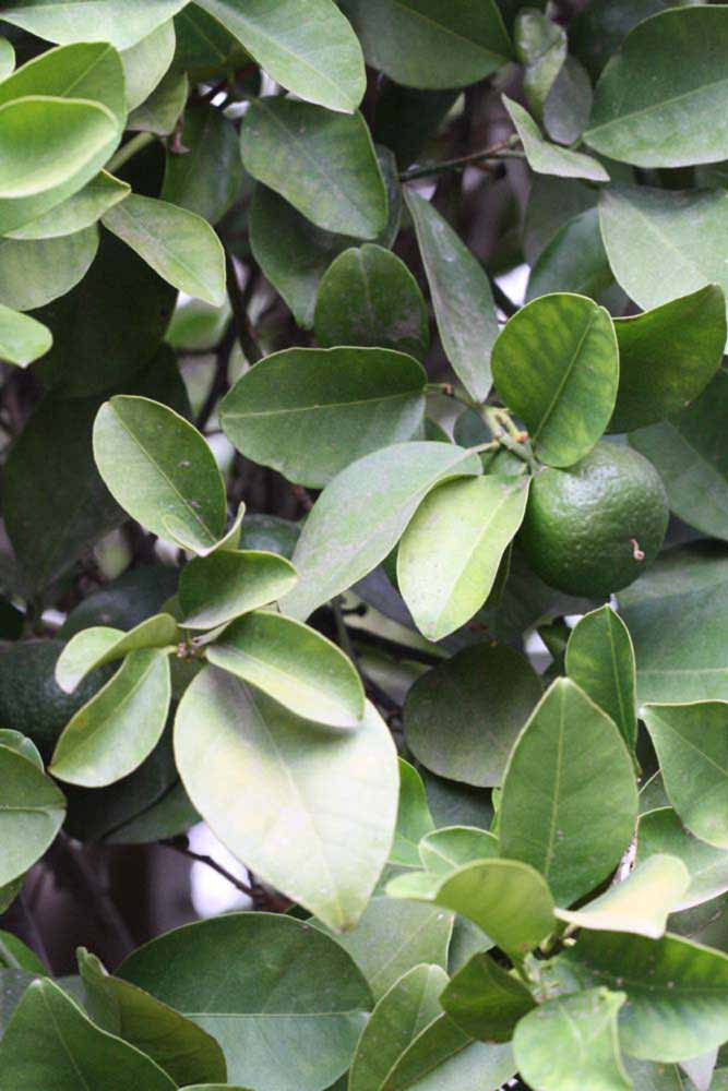              Sun leaves (Riverside, CA)       